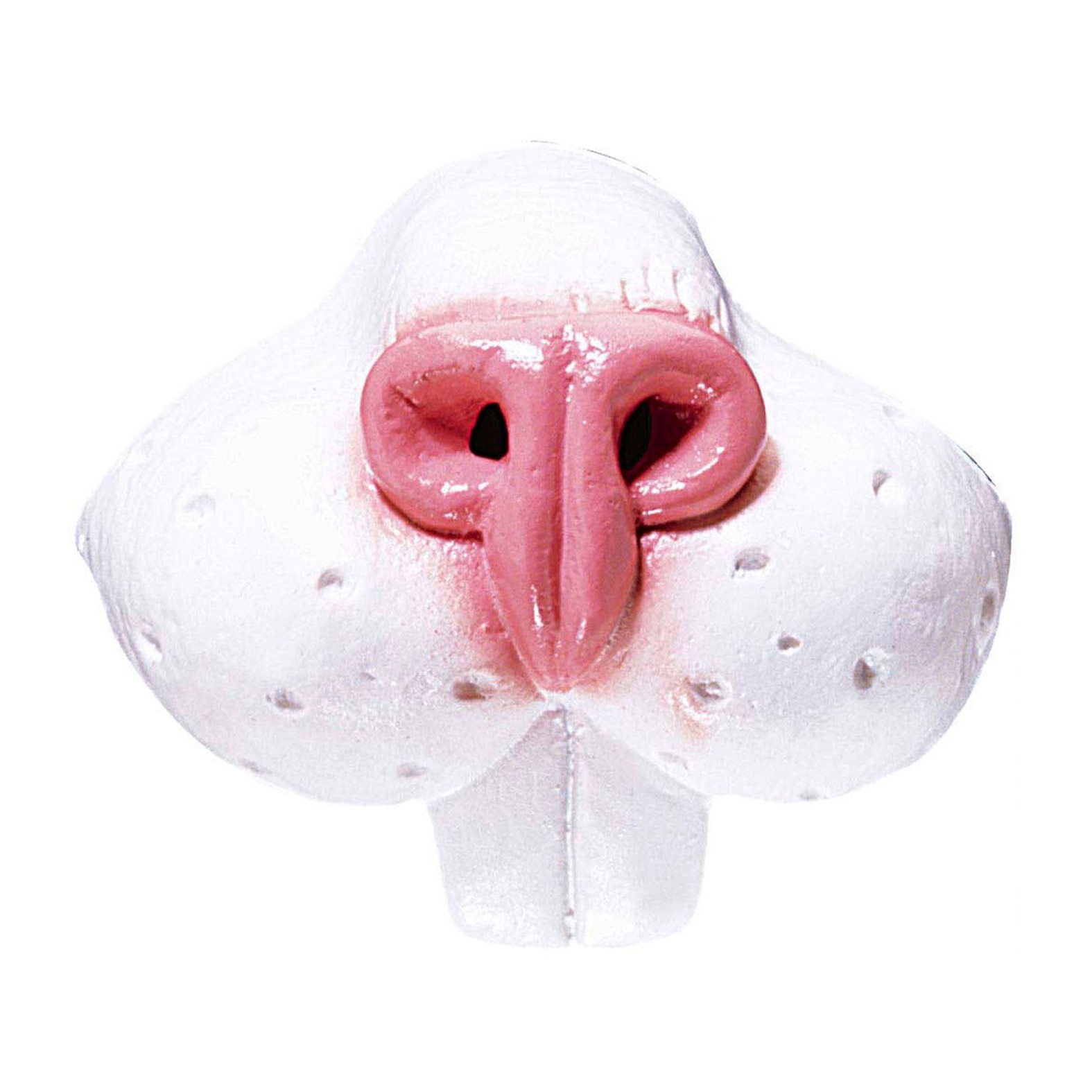 Nas Iepuras Widmann 2307I