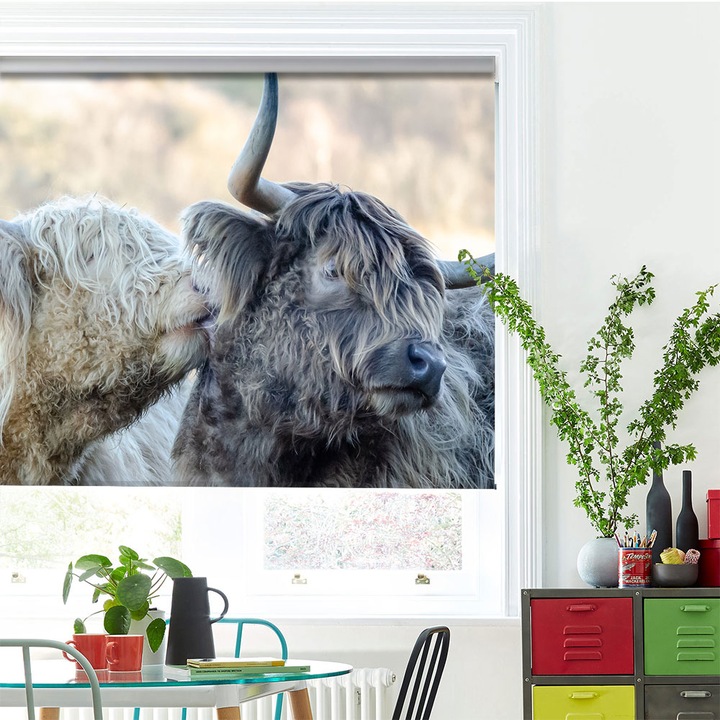 Roleta Art Shade tip Jaluzea cu Rulou si sistem inclus, Art Star, Vaci scotiene close up, Animale, Decoratiuni, Latime 60 cm x Inaltime 190 cm