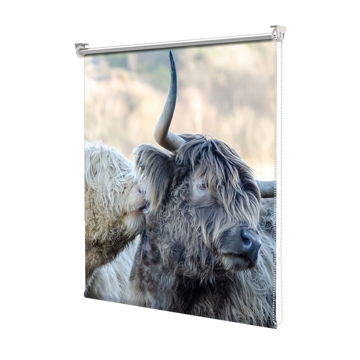 Roleta Art Shade tip Jaluzea cu Rulou si sistem inclus, Art Star, Vaci scotiene close up, Animale, Decoratiuni, Latime 60 cm x Inaltime 190 cm