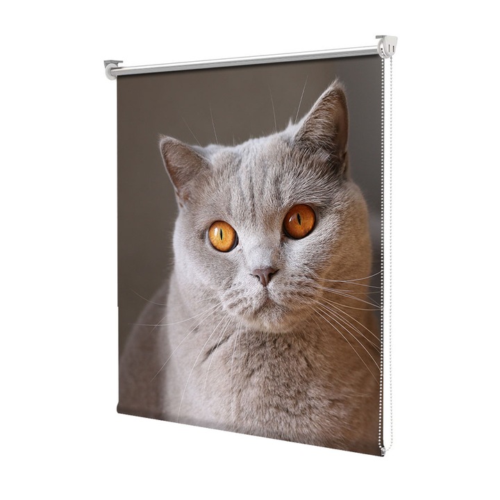 Roleta Art Shade tip Jaluzea cu Rulou si sistem inclus, Art Star, Pisica cu ochii caprui privind fotograful, Animale, Decoratiuni, Latime 130 cm x Inaltime 130 cm