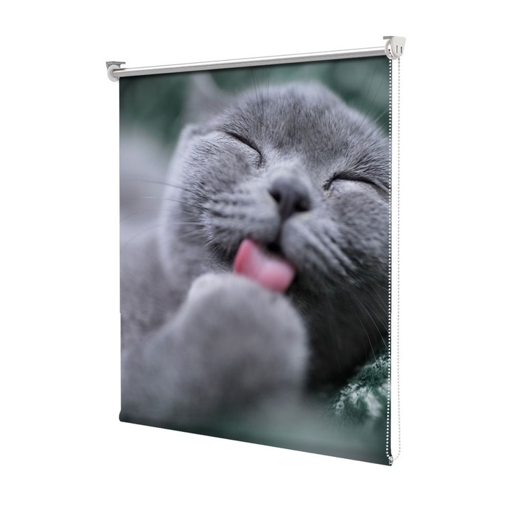 Roleta Art Shade tip Jaluzea cu Rulou si sistem inclus, Art Star, Pisica British Shorthair alintata, Animale, Decoratiuni, Latime 130 cm x Inaltime 130 cm