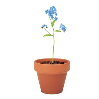 Floare de nu ma uita, ghiveci ceramica si seminte de plantat Floare de nu ma uita, ghiveci ceramica si seminte de plantat