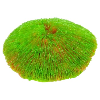 Coral discoidal verde pentru acvariu Coral discoidal verde pentru acvariu