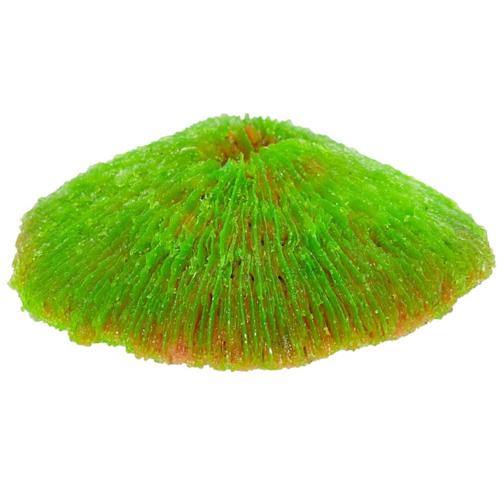 Coral discoidal verde pentru acvariu