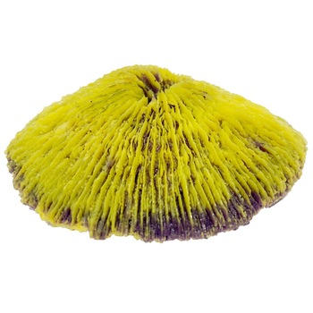 Coral acvariu Fungia Repanda galben Coral acvariu Fungia Repanda galben