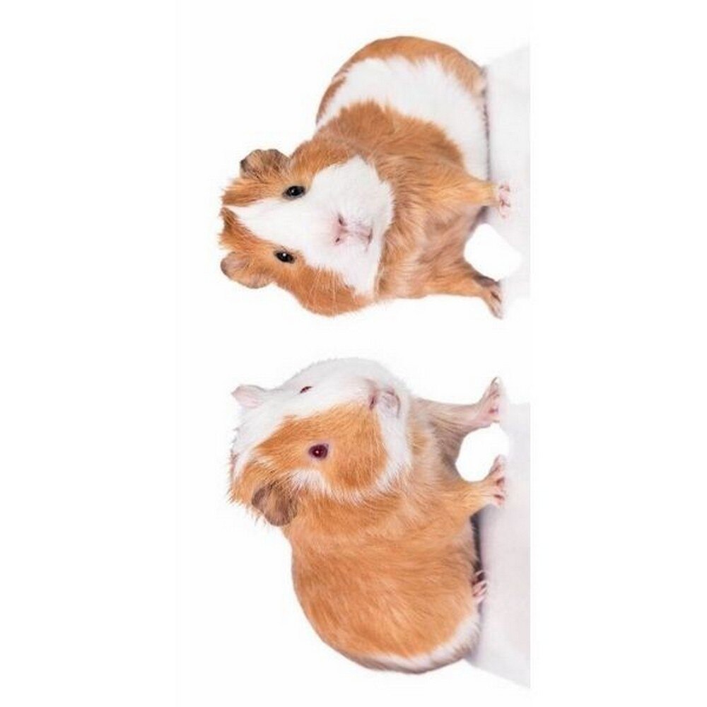 Prosop de baie din bumbac Jerry Fabrics, Porcusori de guinea, 70x140cm