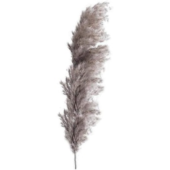 Iarba inalta de pampas, uscata, conservata natural, 120cm, calitate premium, Gri-Bej Iarba inalta de pampas, uscata, conservata natural, 120cm, calitate premium, Gri-Bej