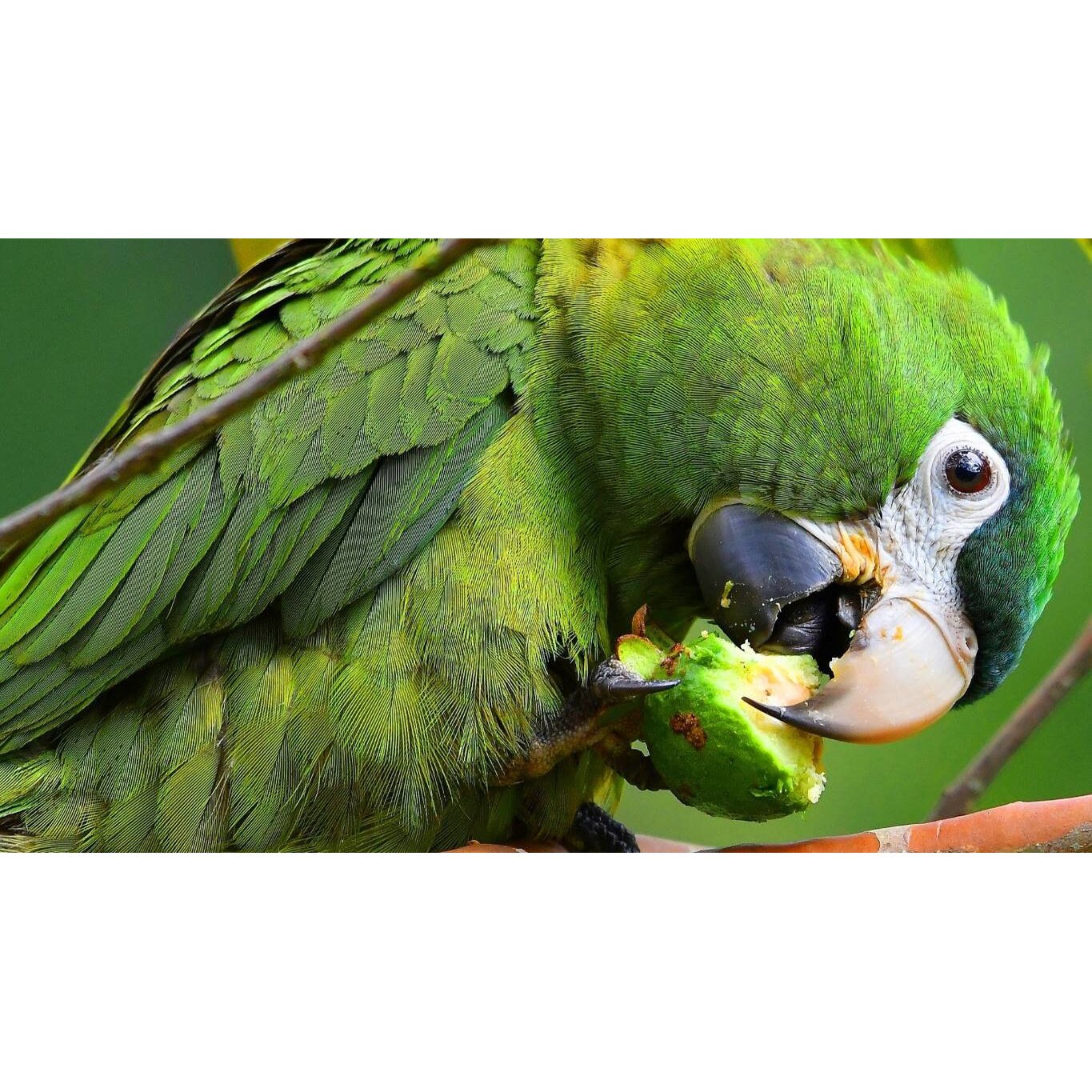 Tablou canvas 90x50 cm, Animale model 215