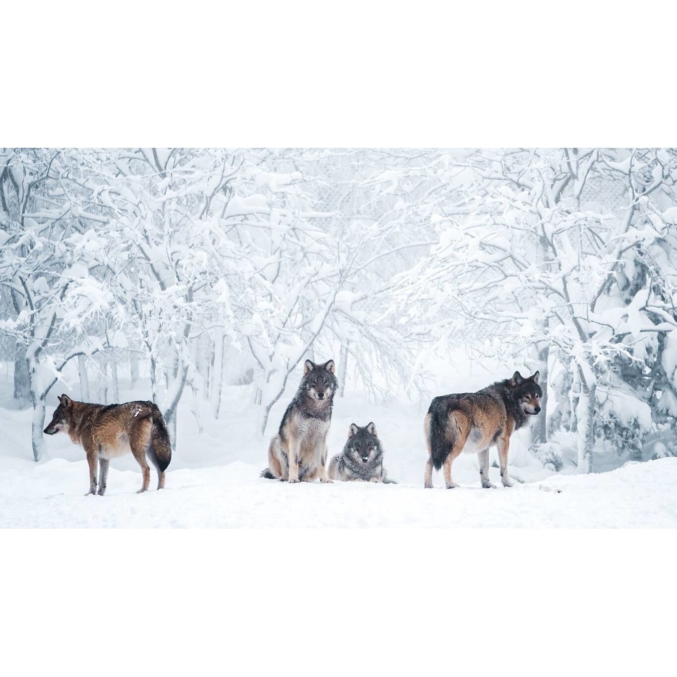 Tablou canvas 90x50 cm, Animale model 373