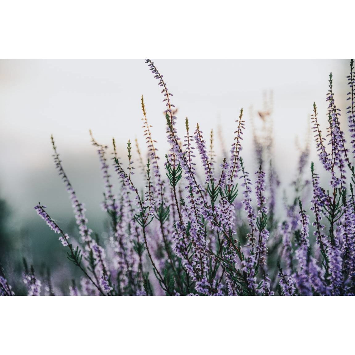 Tablou canvas 75x50 cm, Natura cu Flori model 15