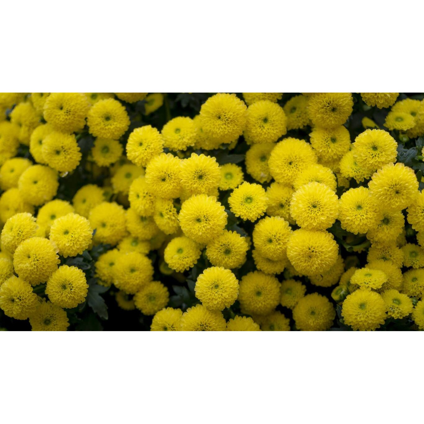 Tablou canvas 90x50 cm, Natura cu Flori model 4