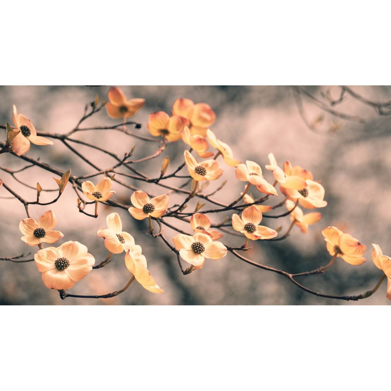 Tablou canvas 90x50 cm, Natura cu Flori model 16