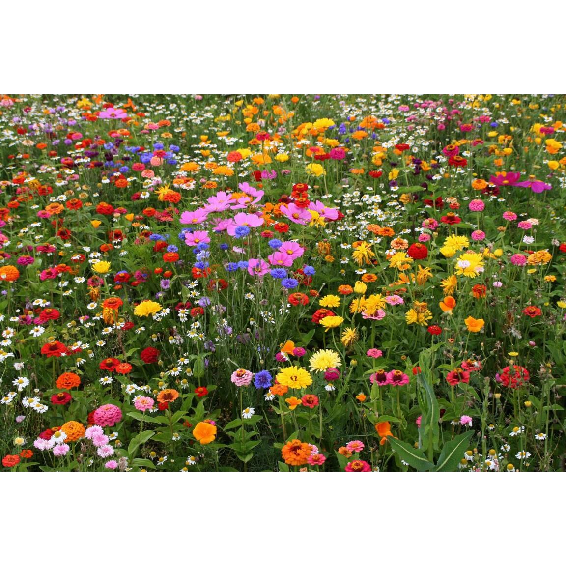 Tablou canvas 75x50 cm, Natura cu Flori model 20