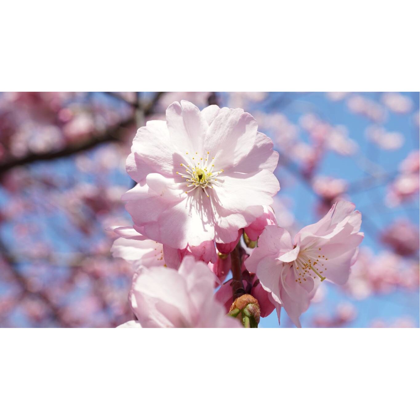 Tablou canvas 90x50 cm, Natura cu Flori model 47