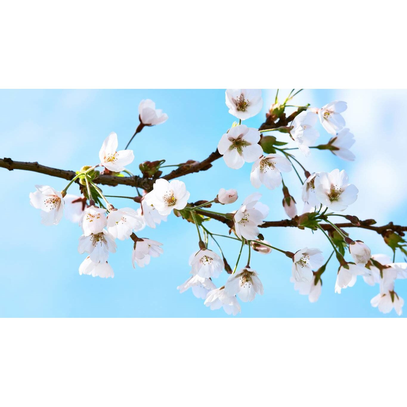 Tablou canvas 75x50 cm, Natura cu Flori model 29