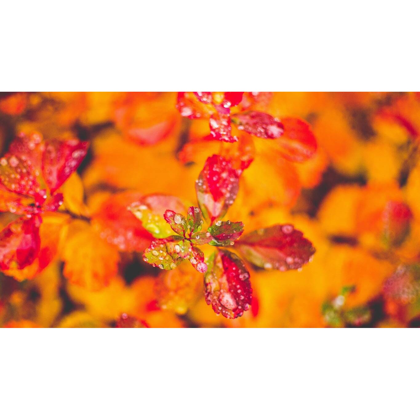 Tablou canvas 75x50 cm, Natura cu Flori model 24