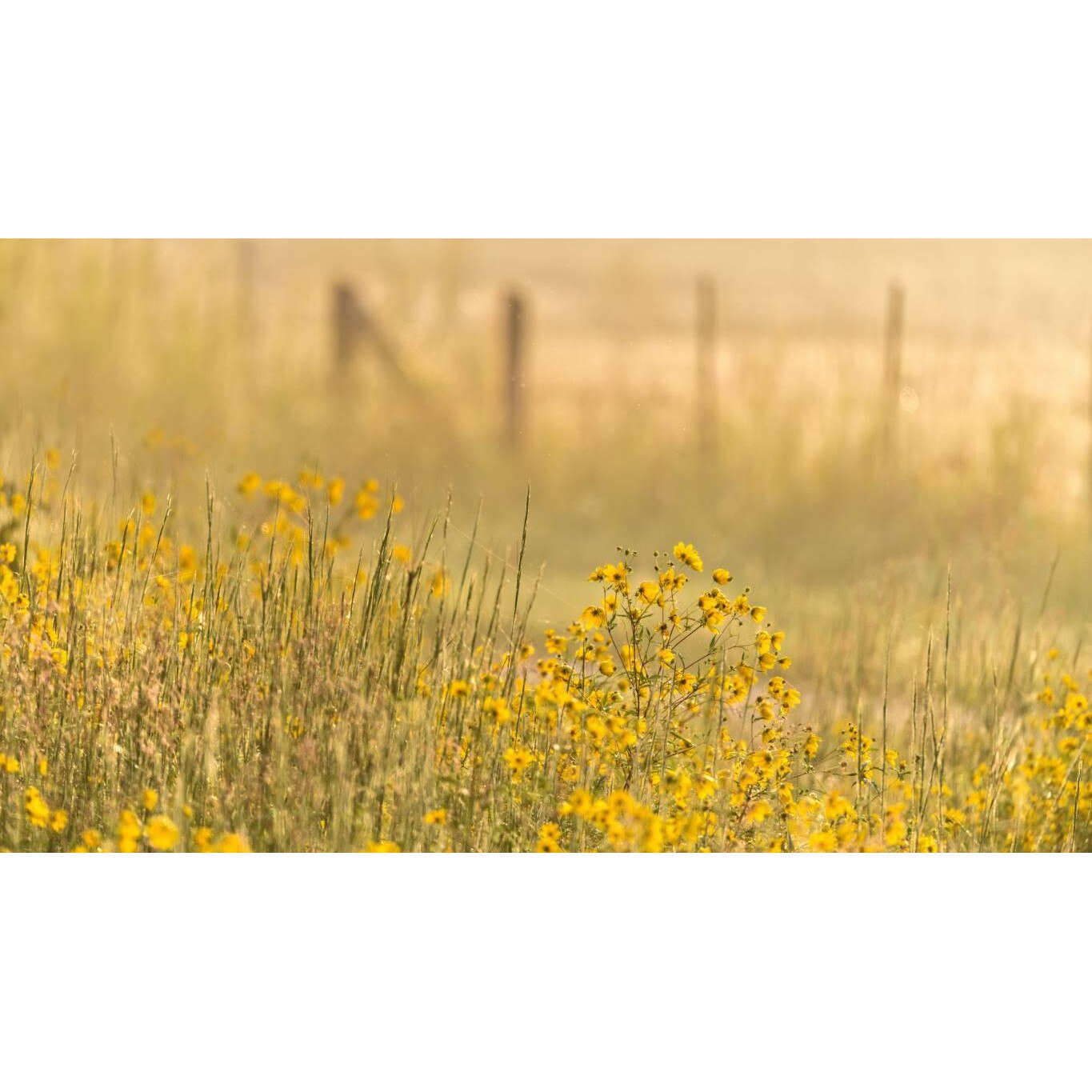 Tablou canvas 90x50 cm, Natura cu Flori model 5