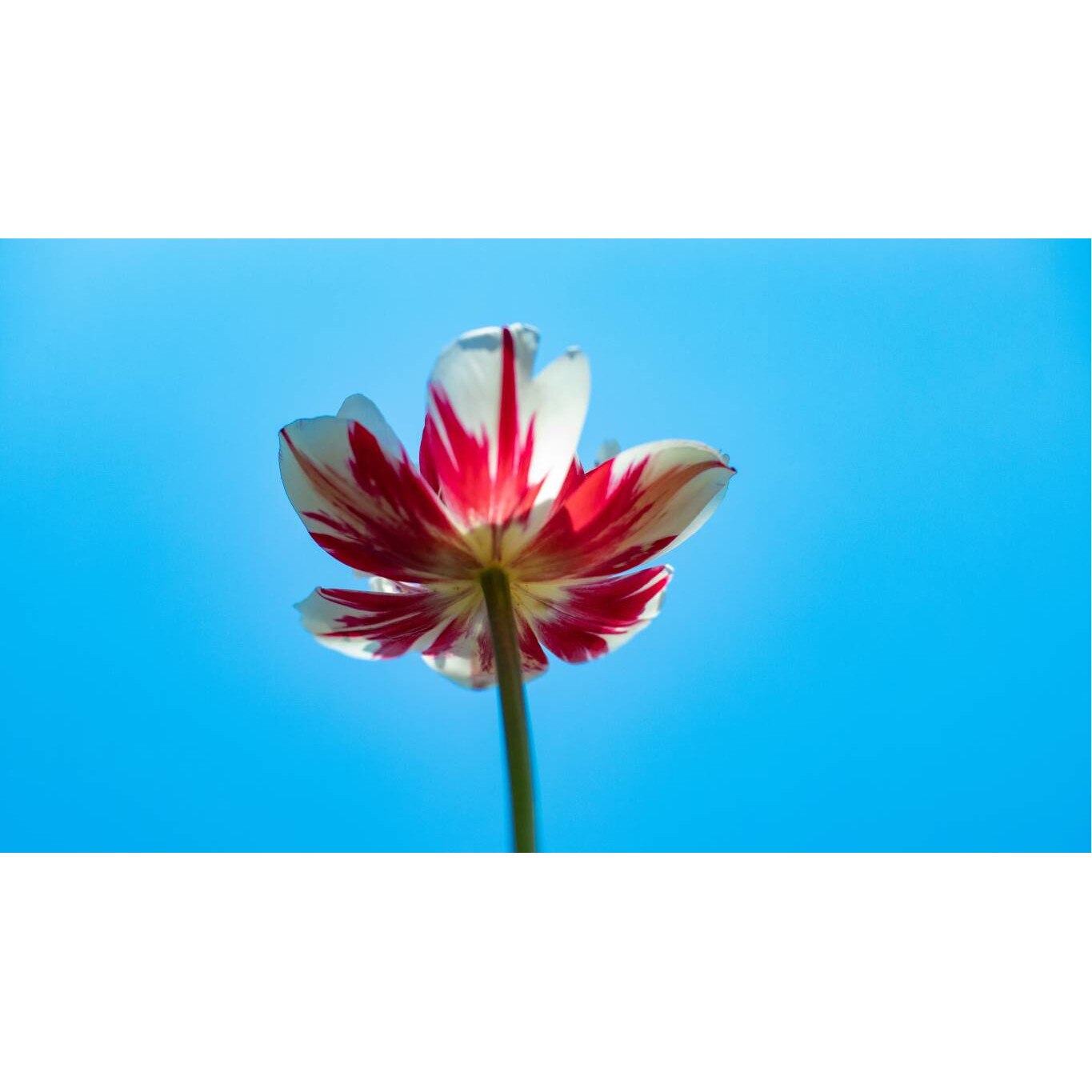 Tablou canvas 90x50 cm, Natura cu Flori model 2