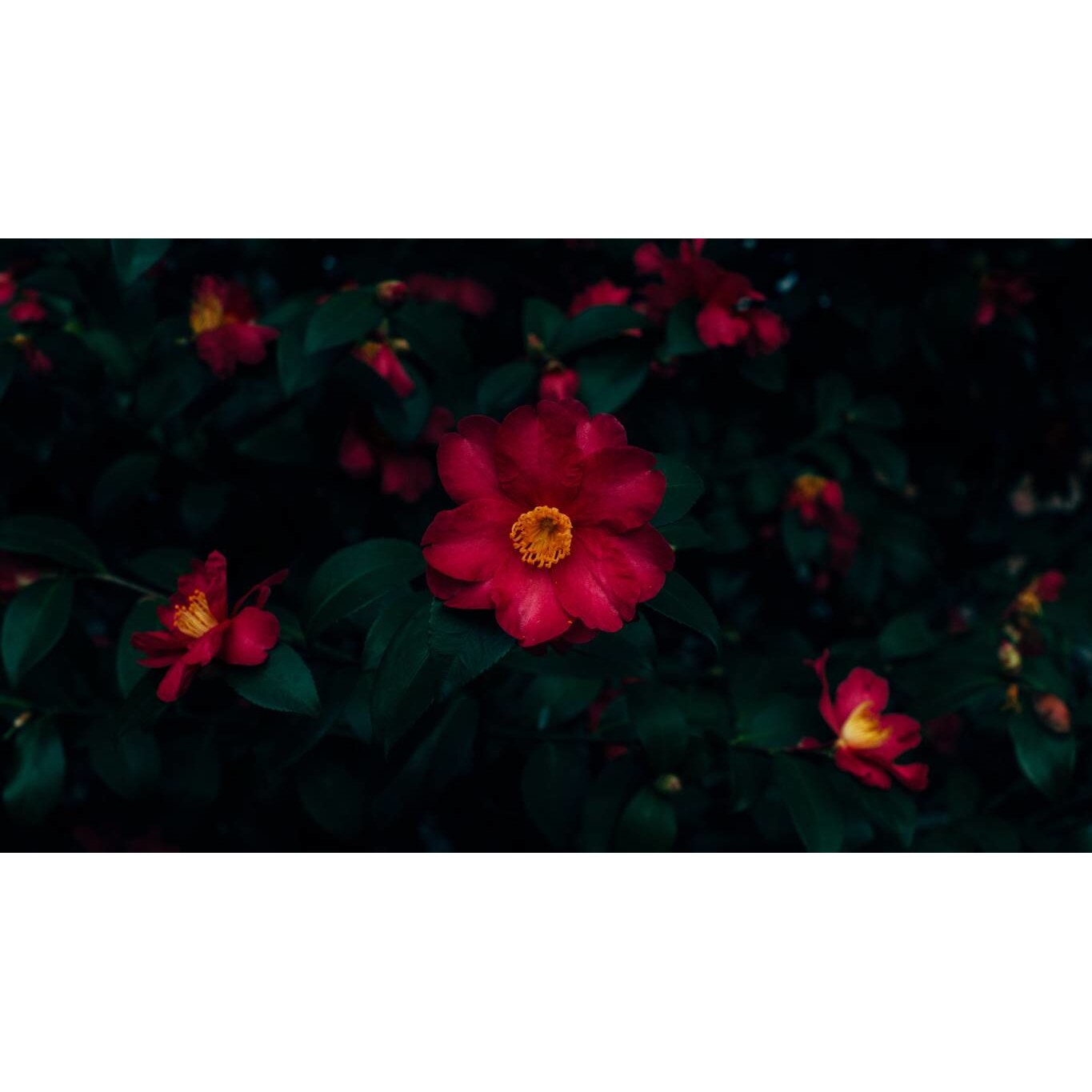 Tablou canvas 75x50 cm, Natura cu Flori model 31