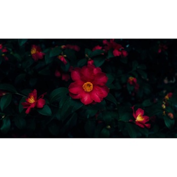 Tablou canvas 90x50 cm, Natura cu Flori model 31 Tablou canvas 90x50 cm, Natura cu Flori model 31