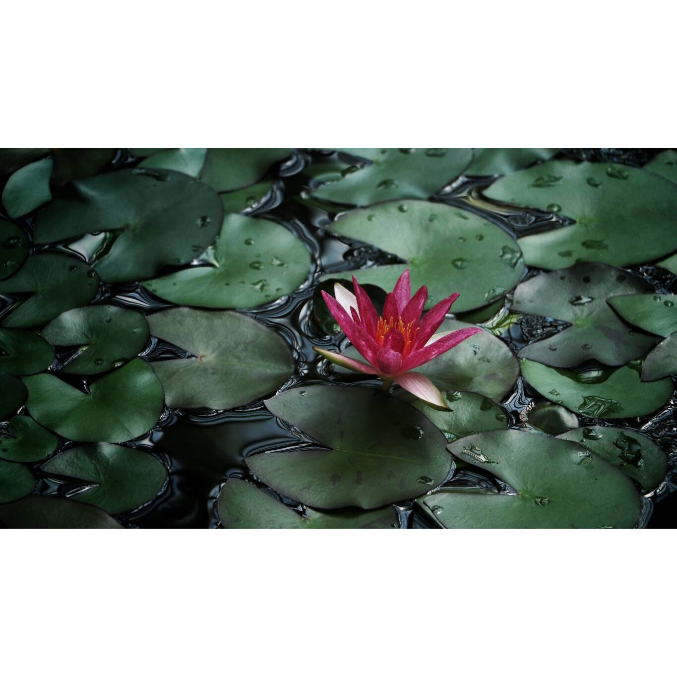 Tablou canvas 75x50 cm, Natura cu Flori model 8