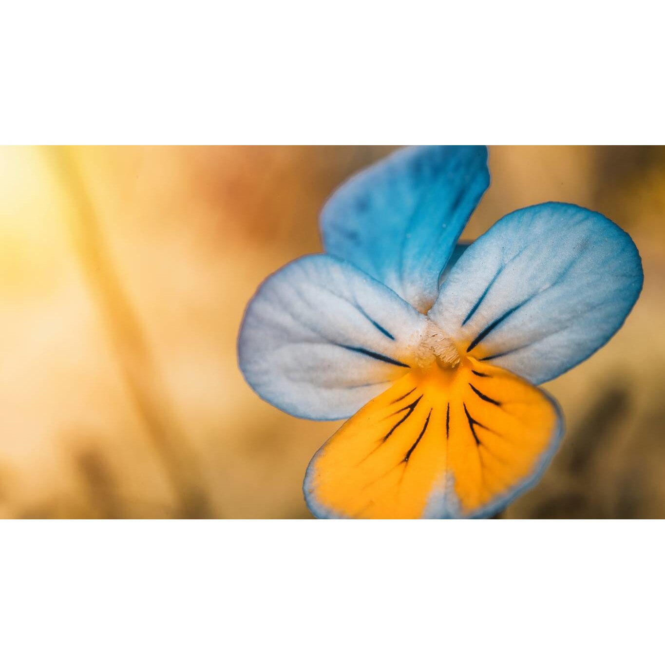 Tablou canvas 75x50 cm, Natura cu Flori model 14