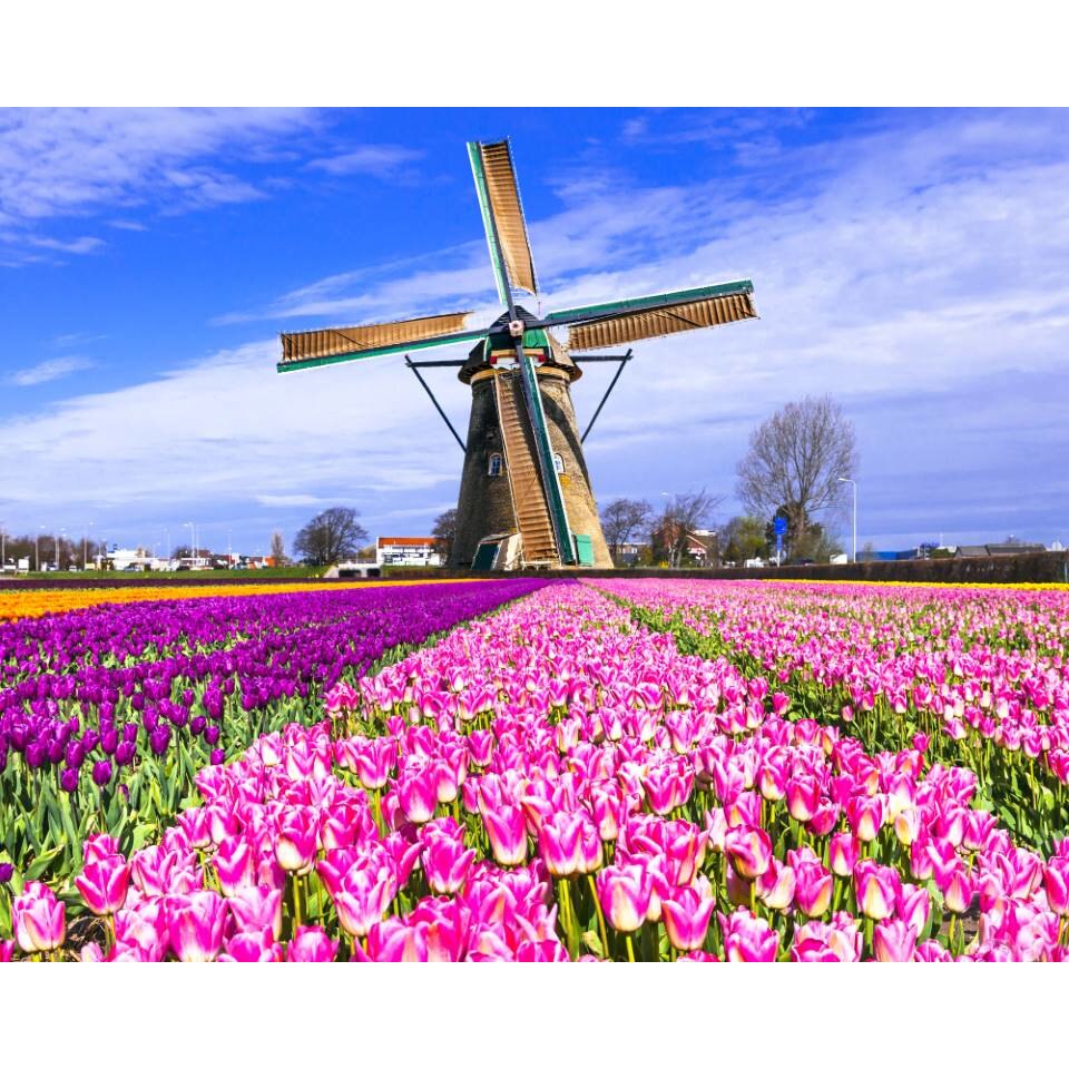 Tablou canvas 75x50 cm, Natura cu Flori model 1