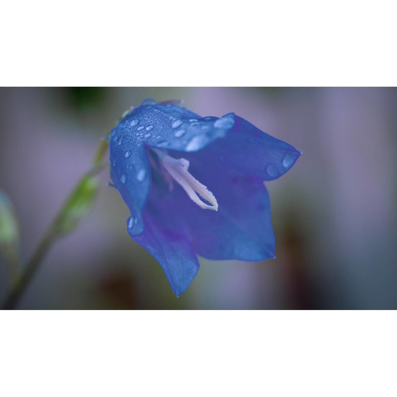 Tablou canvas 90x50 cm, Natura cu Flori model 19