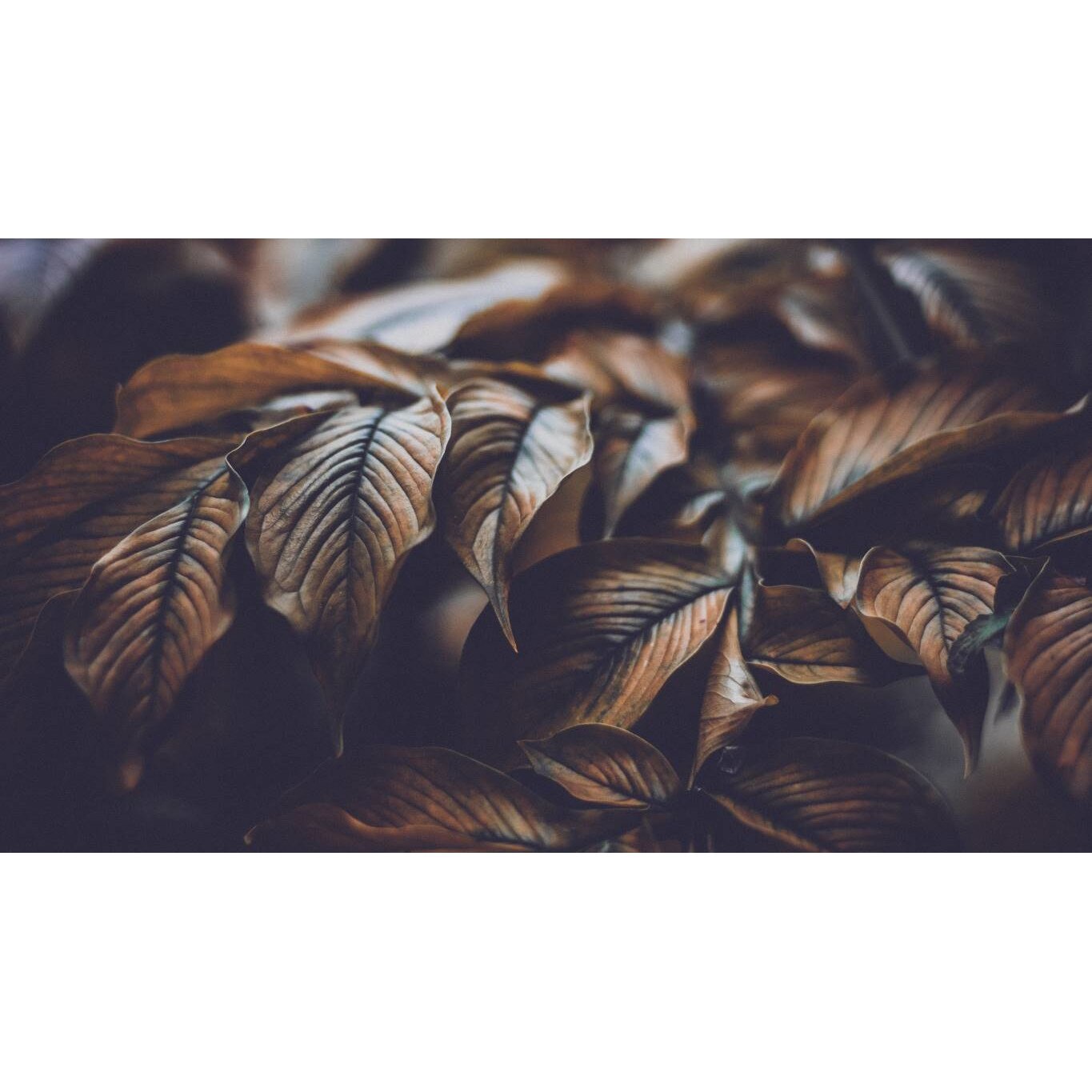 Tablou canvas 90x50 cm, Natura cu Flori model 3