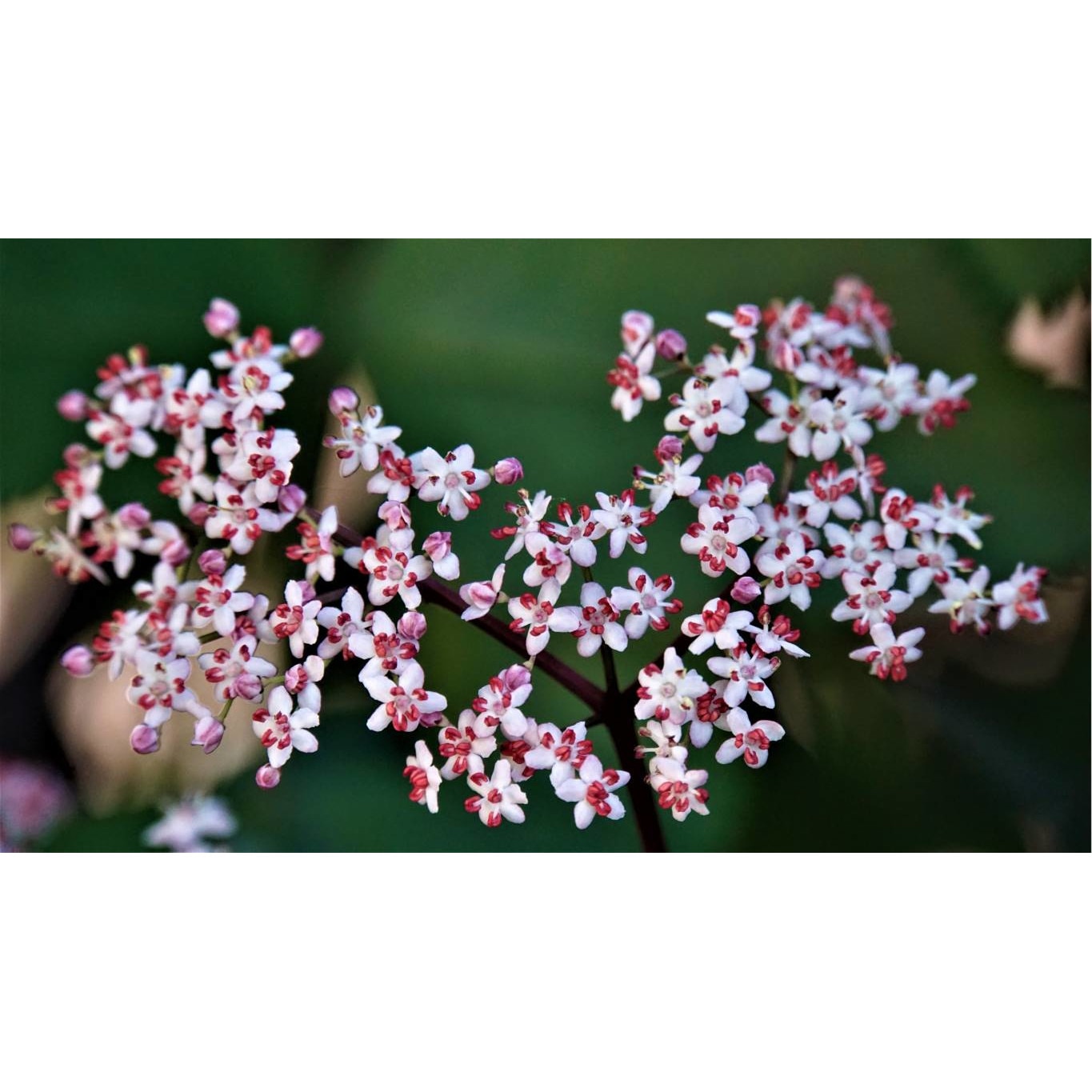 Tablou canvas 90x50 cm, Natura cu Flori model 18