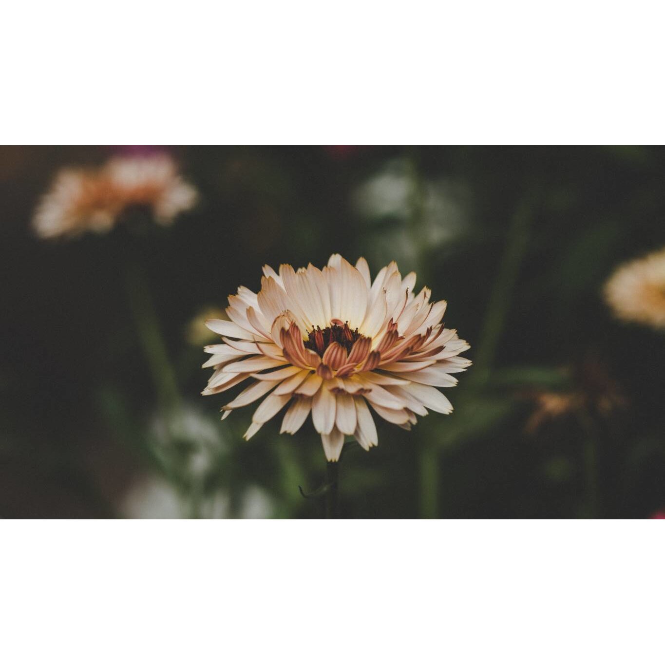 Tablou canvas 75x50 cm, Natura cu Flori model 35