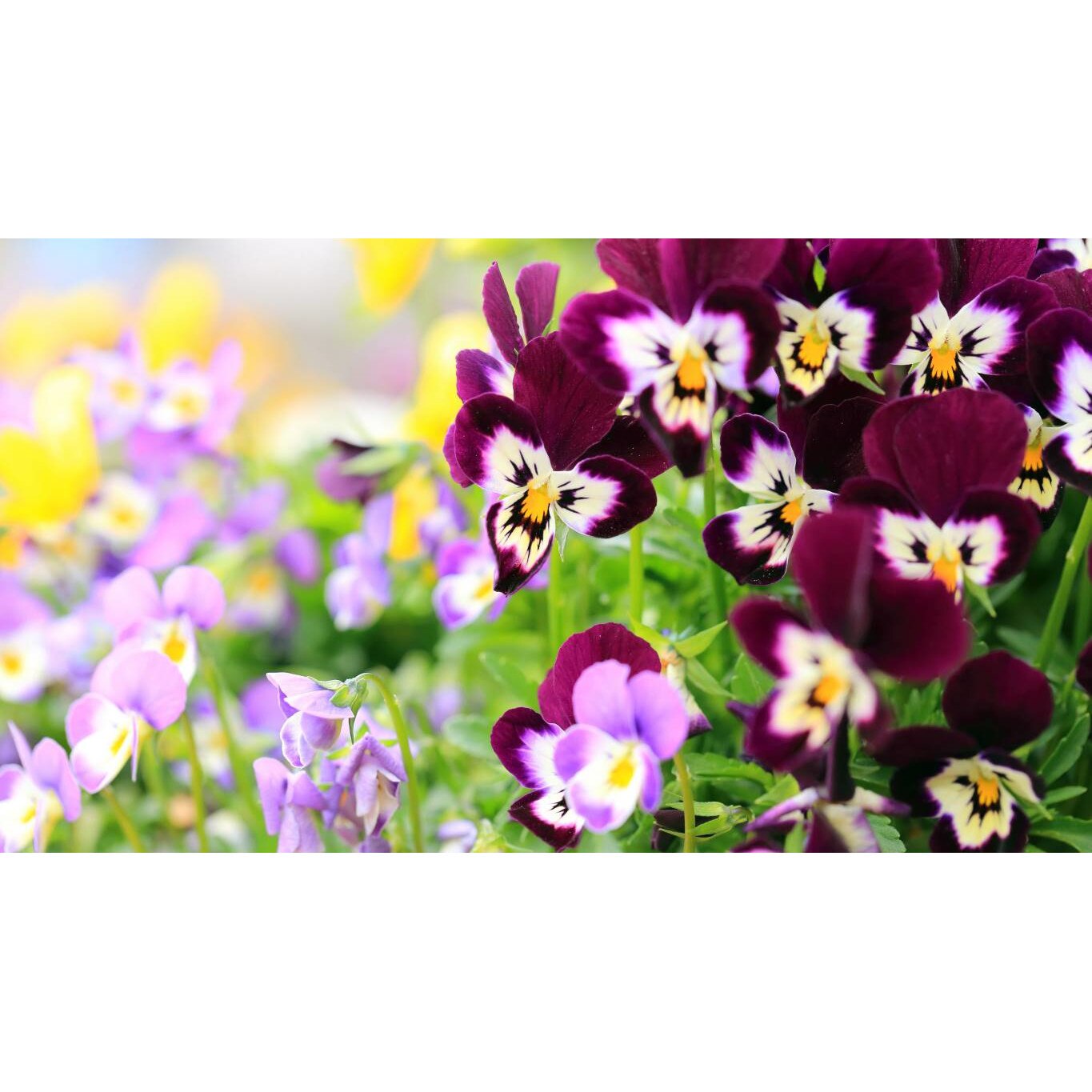 Tablou canvas 75x50 cm, Natura cu Flori model 58