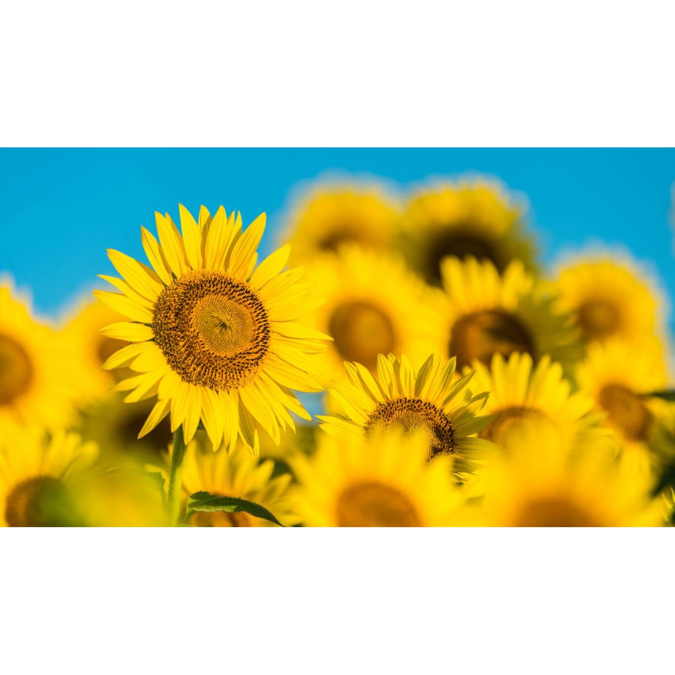 Tablou canvas 75x50 cm, Natura cu Flori model 36