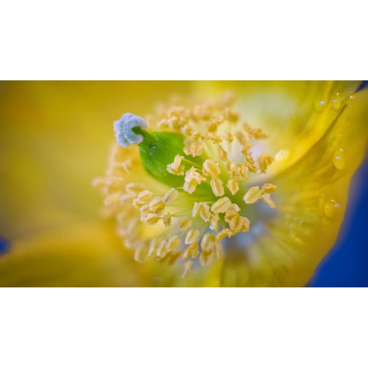 Tablou canvas 90x50 cm, Natura cu Flori model 39