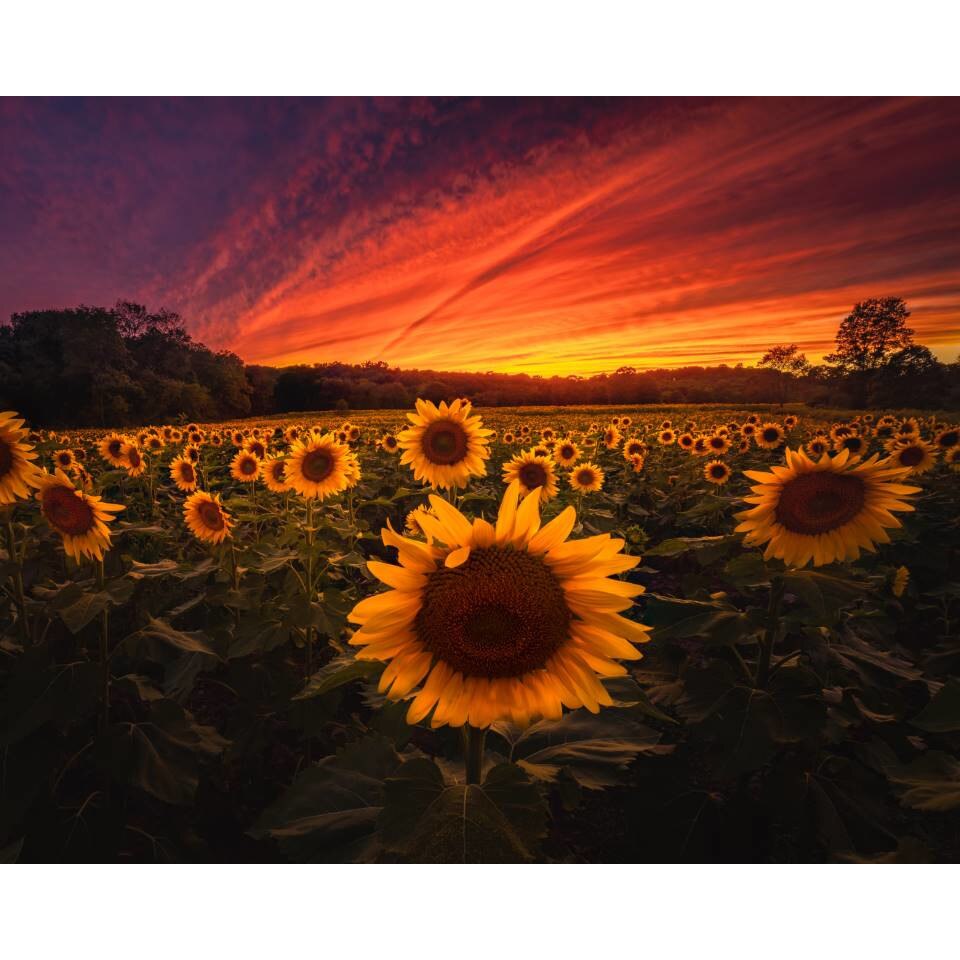 Tablou canvas 75x50 cm, Natura cu Flori model 42