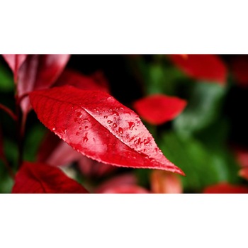 Tablou canvas 90x50 cm, Natura cu Flori model 13 Tablou canvas 90x50 cm, Natura cu Flori model 13