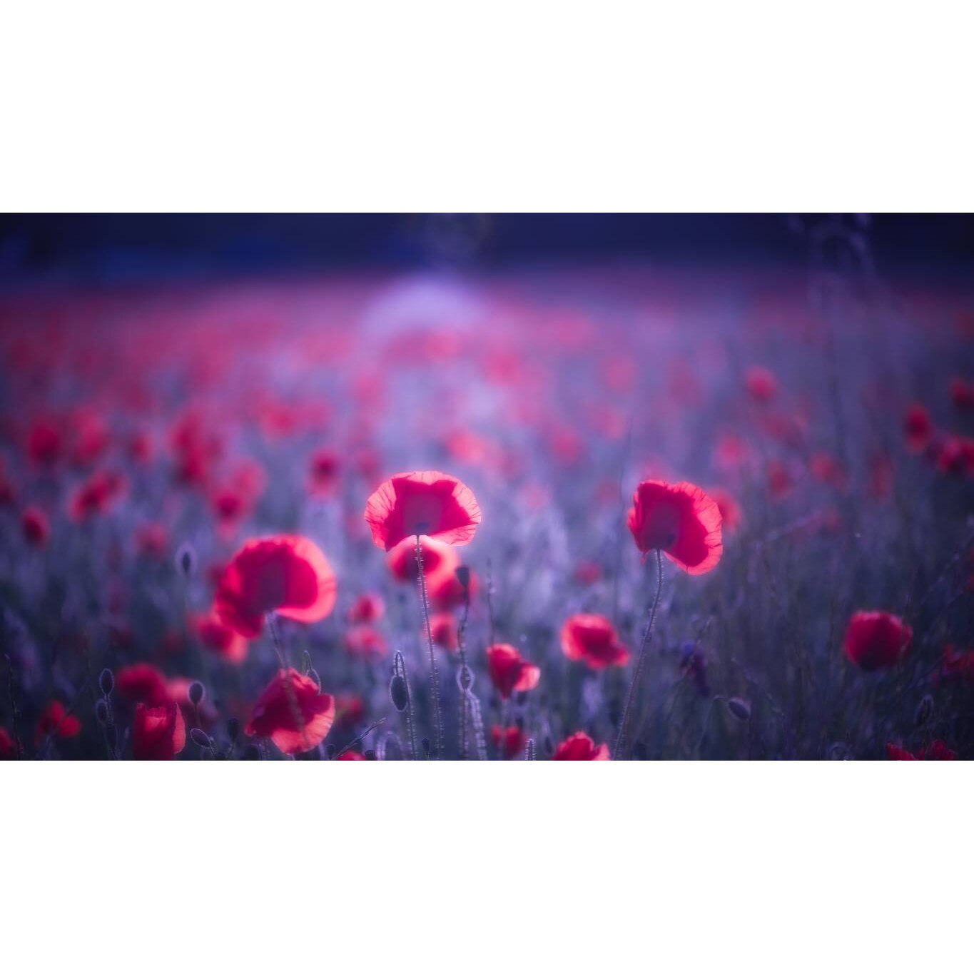 Tablou canvas 90x50 cm, Natura cu Flori model 38