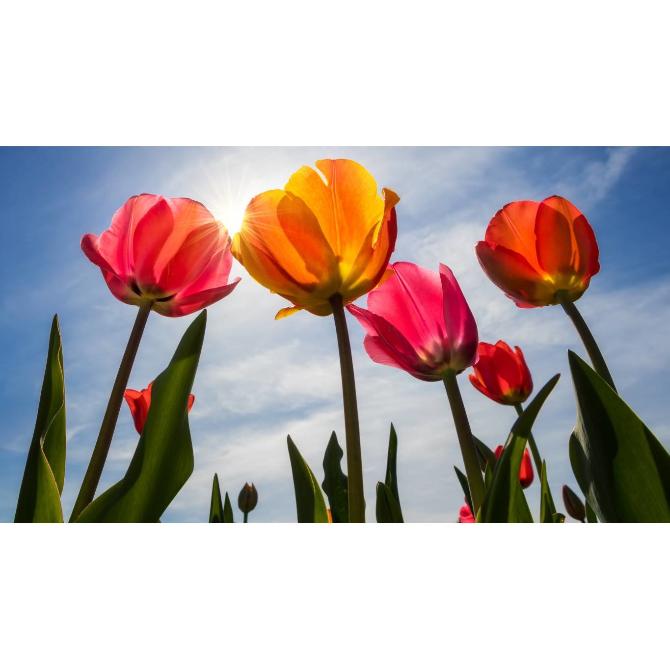 Tablou canvas 75x50 cm, Natura cu Flori model 62