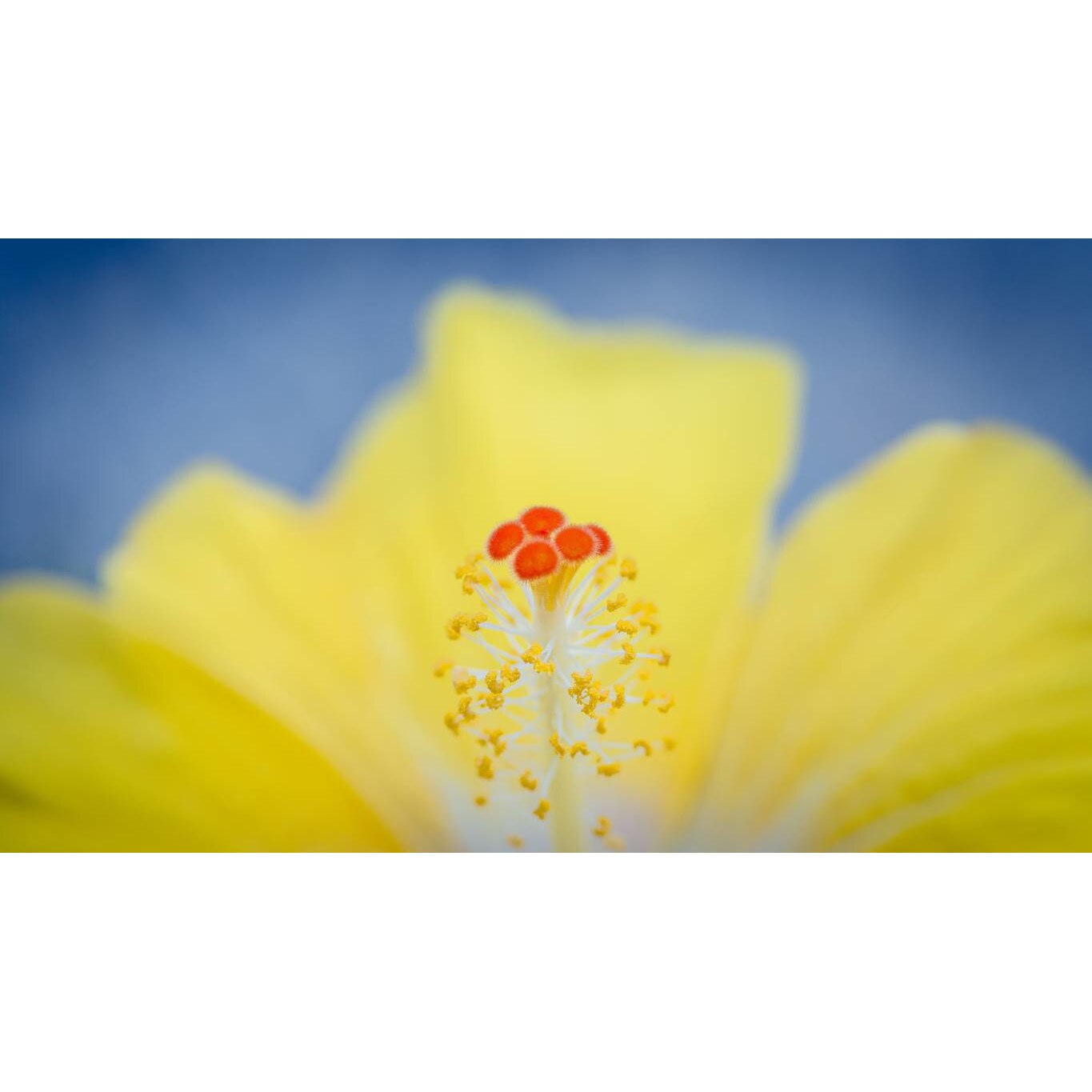 Tablou canvas 75x50 cm, Natura cu Flori model 65