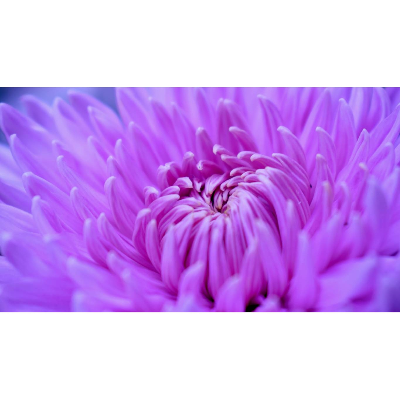 Tablou canvas 90x50 cm, Natura cu Flori model 50