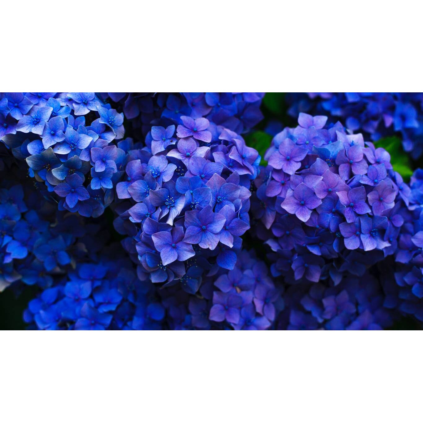 Tablou canvas 90x50 cm, Natura cu Flori model 7