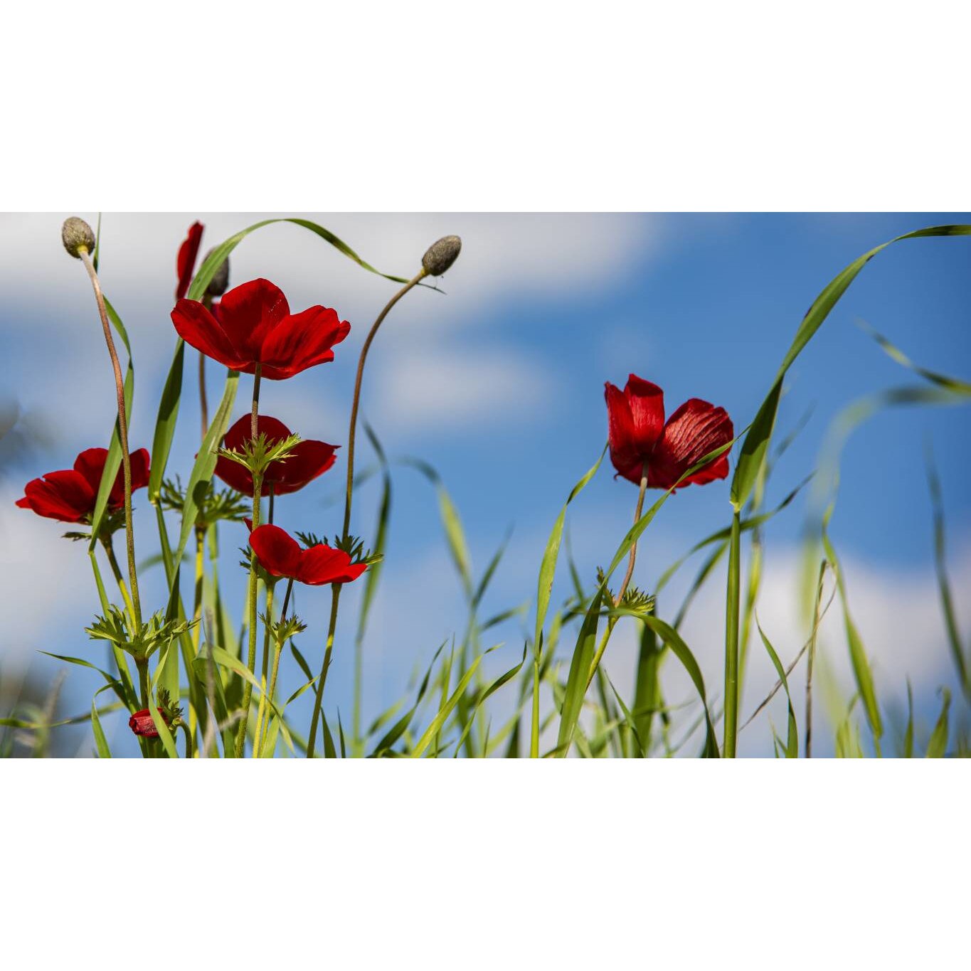 Tablou canvas 90x50 cm, Natura cu Flori model 52