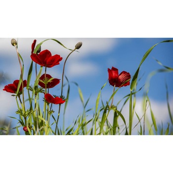 Tablou canvas 90x50 cm, Natura cu Flori model 52 Tablou canvas 90x50 cm, Natura cu Flori model 52