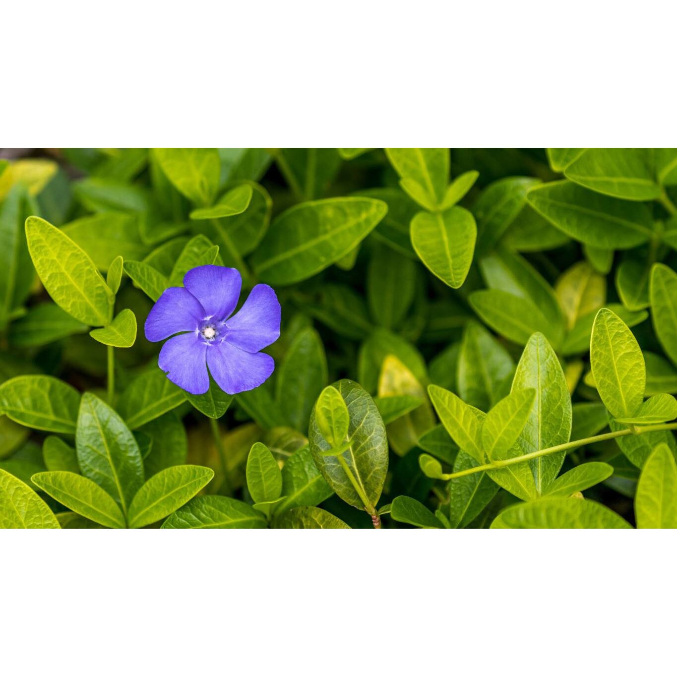 Tablou canvas 90x50 cm, Natura cu Flori model 67