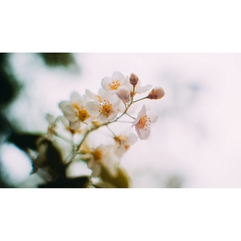 Tablou canvas 90x50 cm, Natura cu Flori model 41 Tablou canvas 90x50 cm, Natura cu Flori model 41