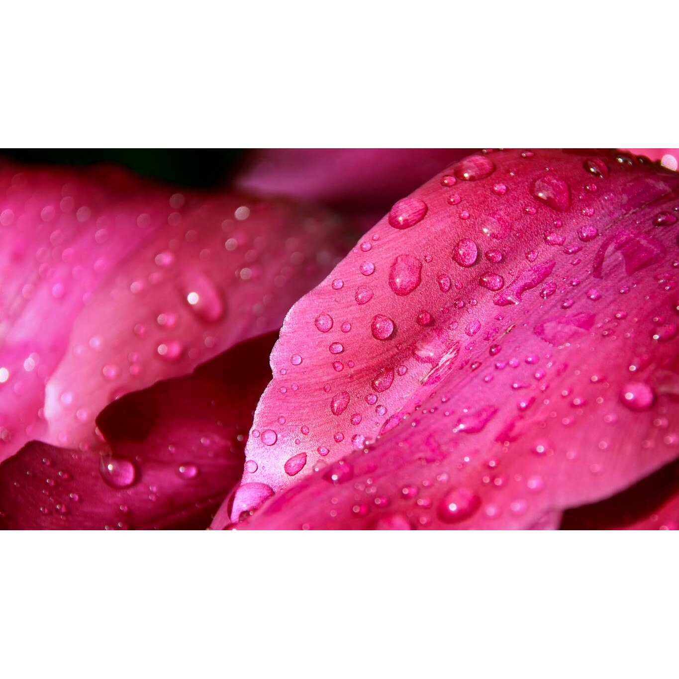 Tablou canvas 75x50 cm, Natura cu Flori model 72