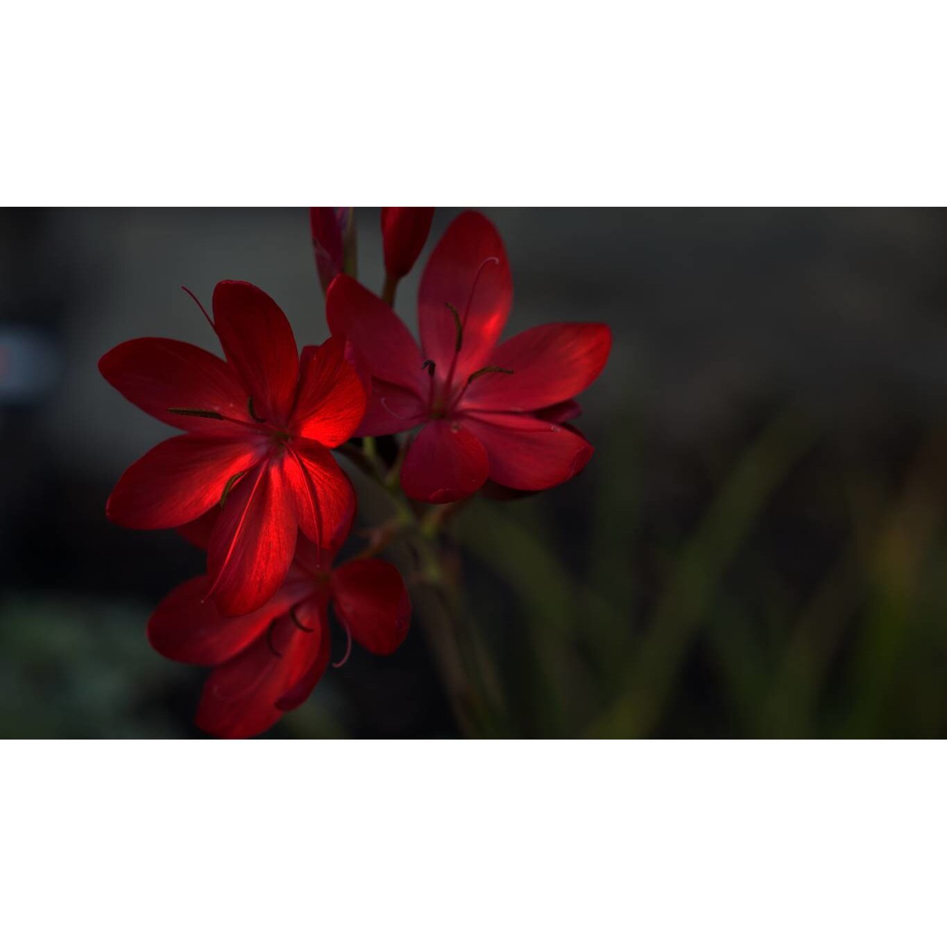 Tablou canvas 75x50 cm, Natura cu Flori model 54