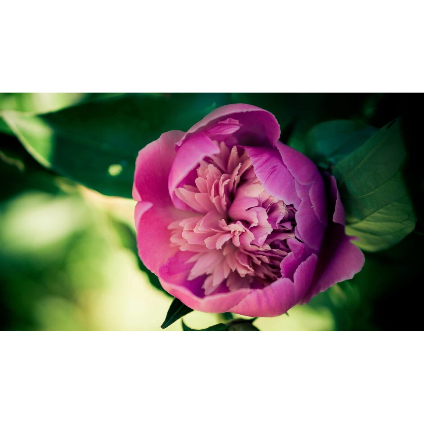 Tablou canvas 75x50 cm, Natura cu Flori model 66