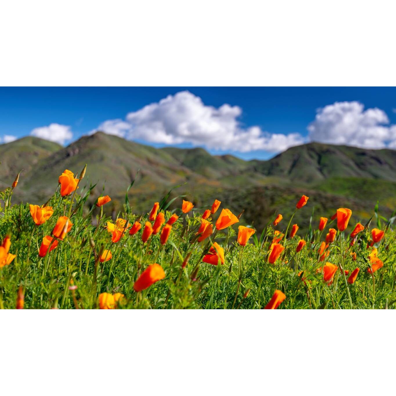 Tablou canvas 90x50 cm, Natura cu Flori model 17