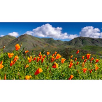 Tablou canvas 90x50 cm, Natura cu Flori model 17 Tablou canvas 90x50 cm, Natura cu Flori model 17